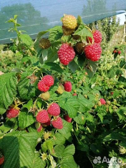 Саженцы малины ремонтантной сорт Геракл