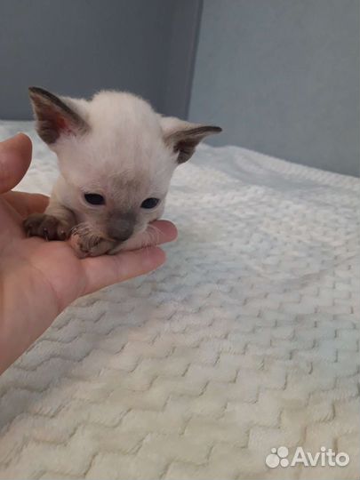 Котята корниш-рекс