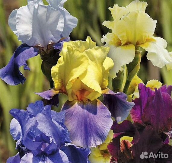 Ирис ассорти