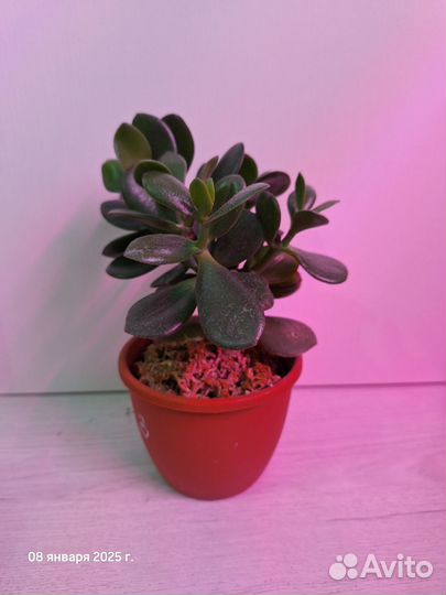 Толстянка денежное дерево