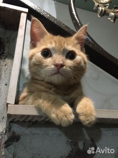 Котенок мальчик