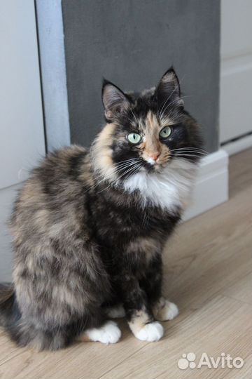 Ласковая трехцветная кошка в добрые руки