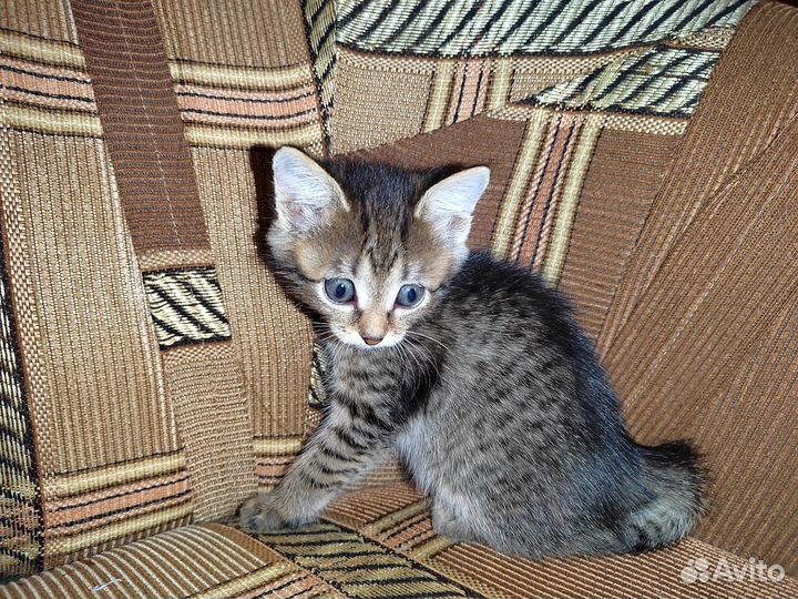 Домашние котята