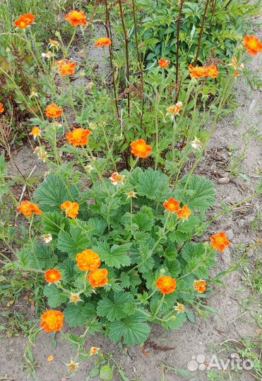 Саженцы многолетних цветов