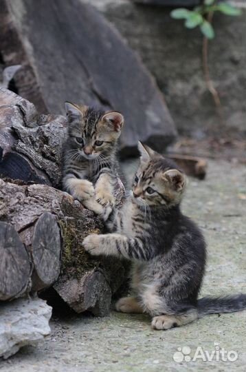 Котята в любящие руки