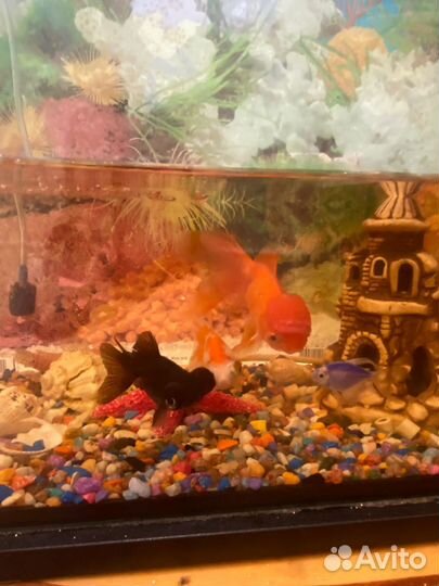 Аквариум