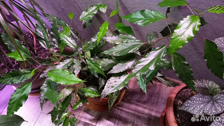 Гибискус вариегатный