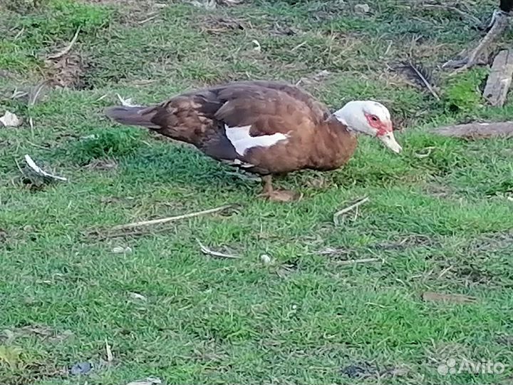 Мускусные утки (индоутки)