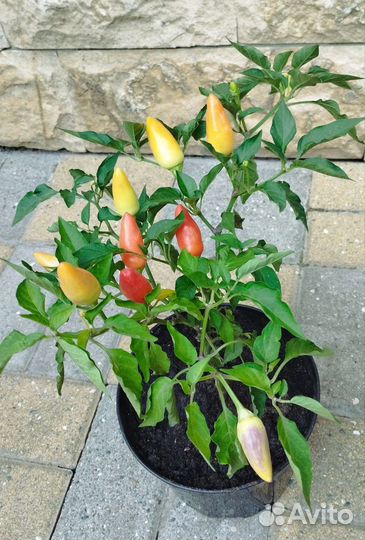 Перец горький комнатный