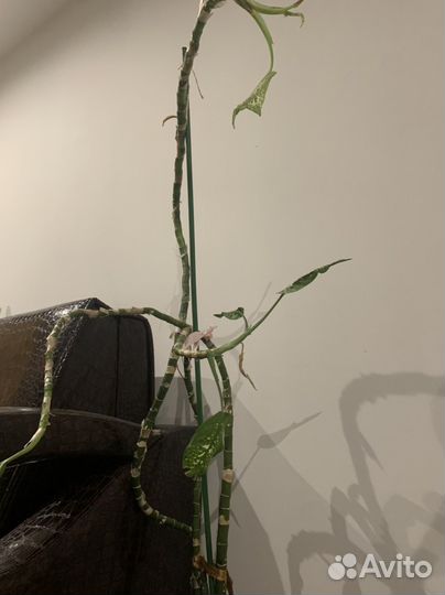 Диффенбахия