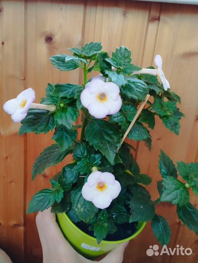 Ахименес сортовой Amie Saliba, Sugar Lend