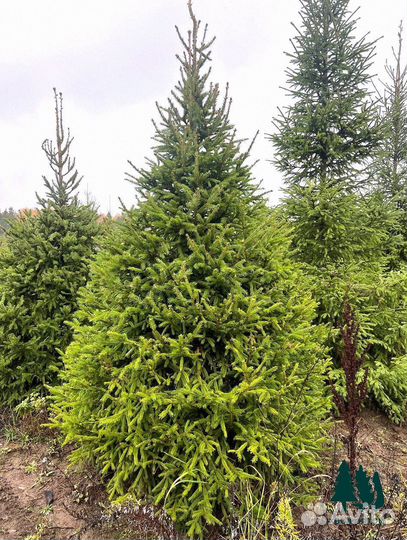 Обыкновенная ель с доставкой из питомника