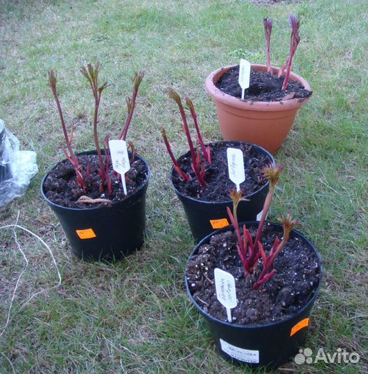 Пионы саженцы зкс