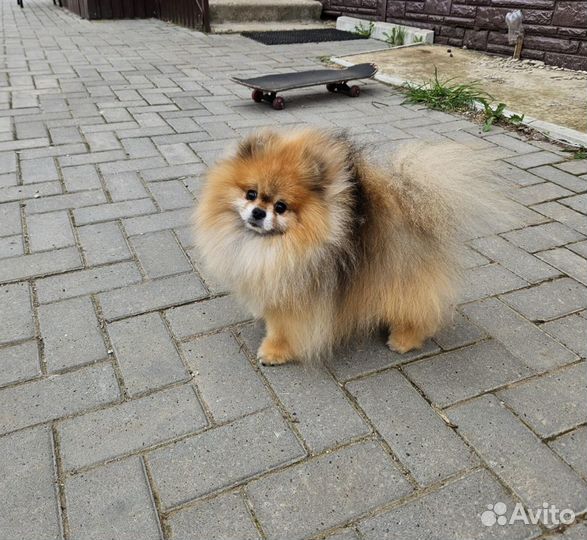 Вязка с чемпионом РКФ