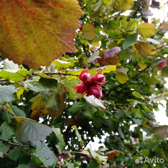 Лещина красная, фундук краснолистный, орешник