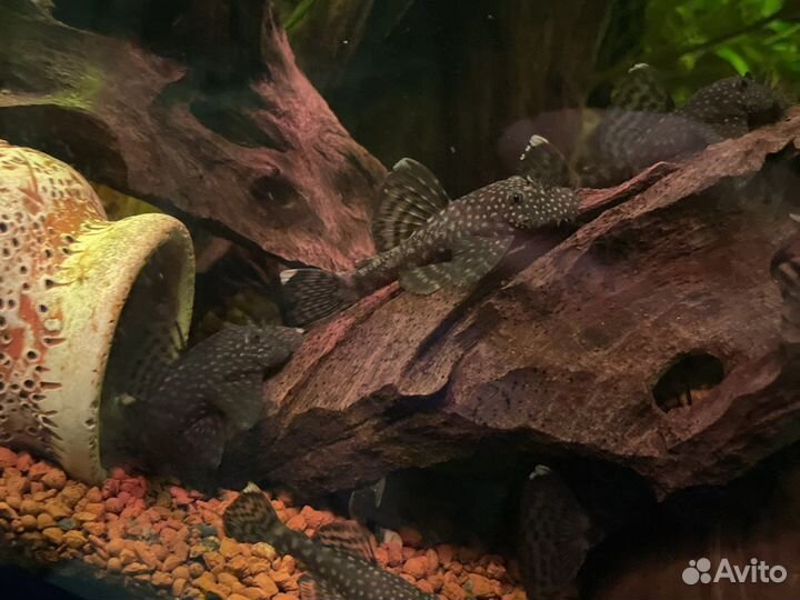 Сомики анциструсы