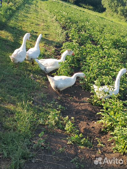 Гусь продам