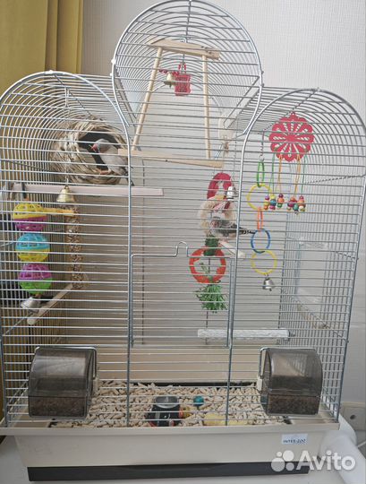 Зебровые амадины с клеткой