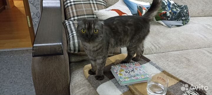 Кошка вислоухая