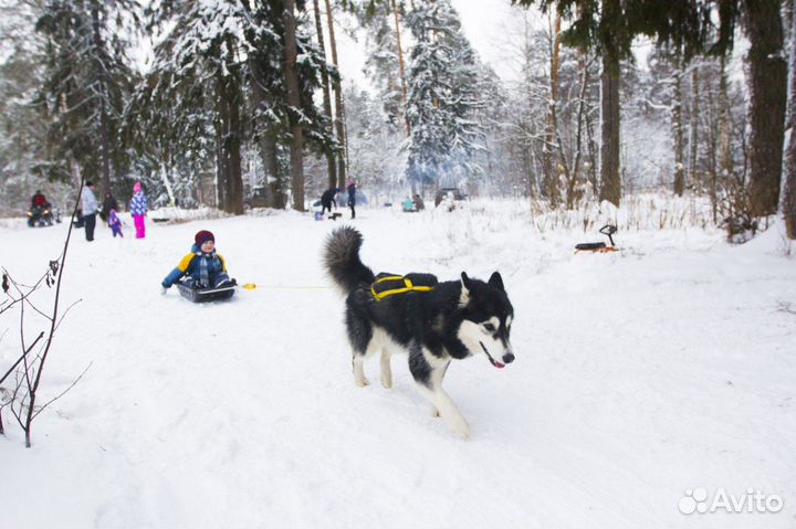 Шлейка грузовая и ездовая