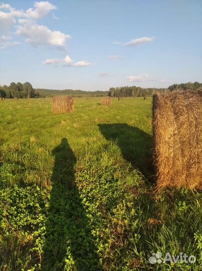 Продам сено в рулонах 250 кг