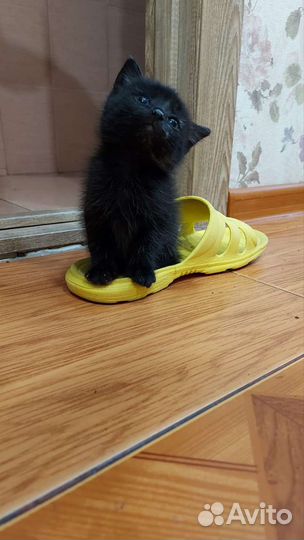 Кошка в дар