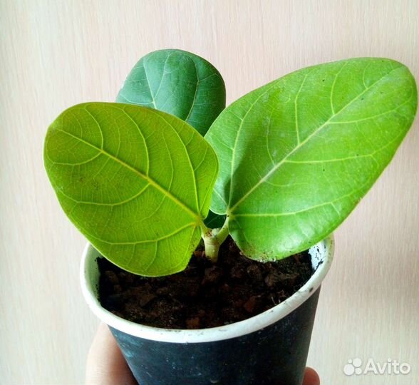 Фикусы разные