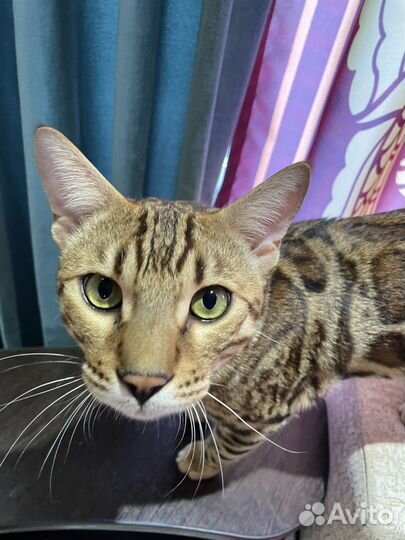 Продам Бенгальского кота