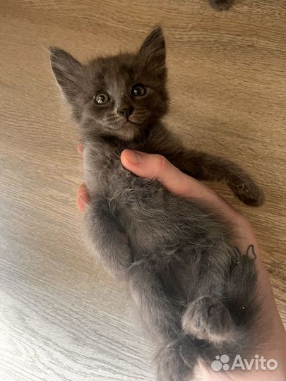 Котята бесплатно