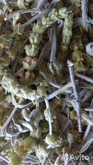 Железница Крымская (лимонник, чабан-чай)