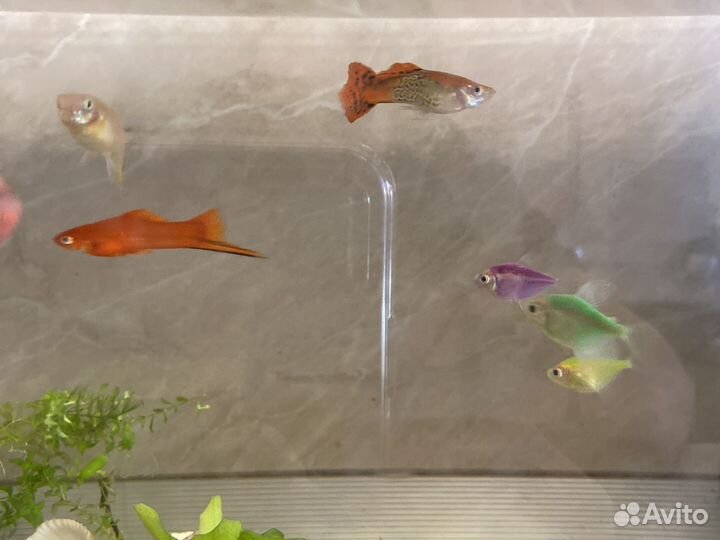 Рыбки гупи