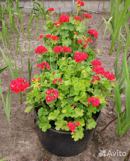 Герань розебудная красная пеларгония