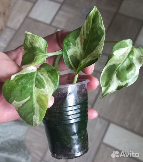 Сциндапсус сортовой