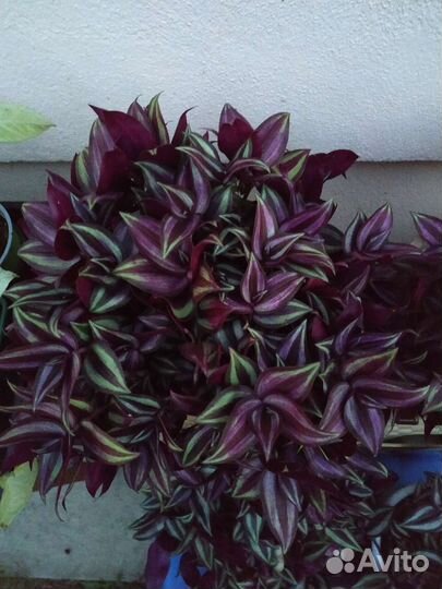 Традесканция