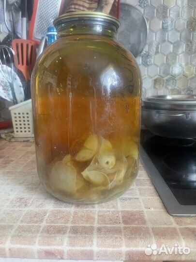 Гриб целебный 