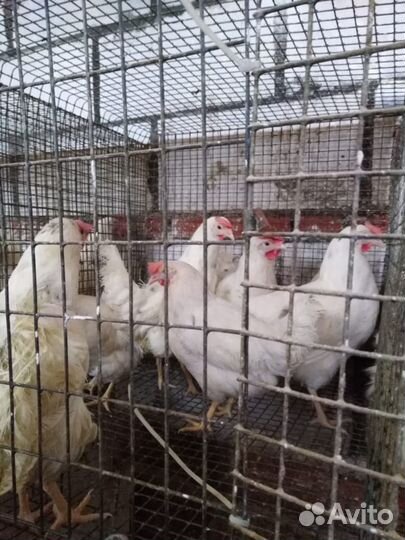 Продаются молодоки кур Корал Ник, Кубанские красна