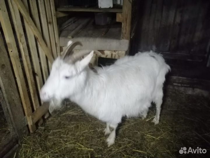 Овцы бараны