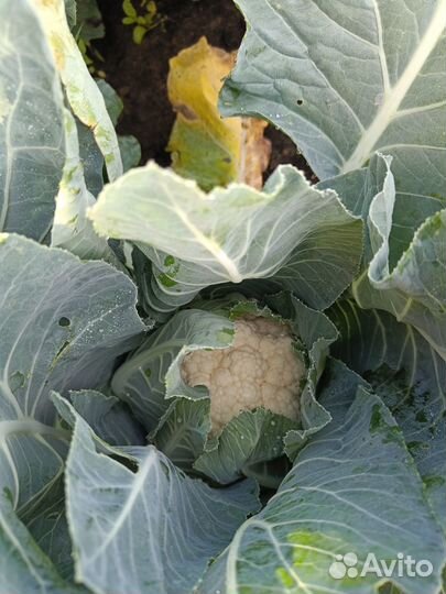 Помидоры грунтовые; капуста