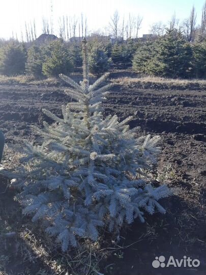 Ель колючая зелено-сизая (голубая)