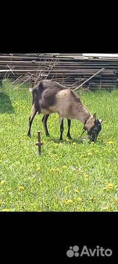 Дойные козы