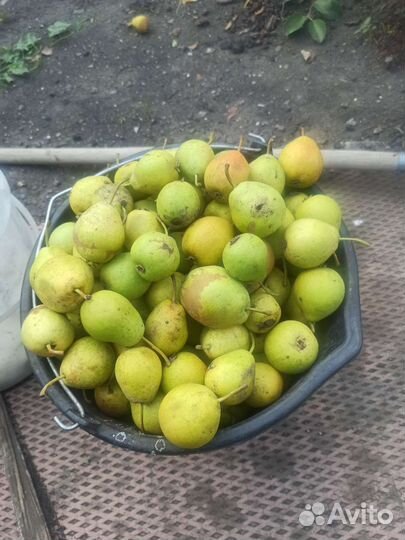 Груша рассада