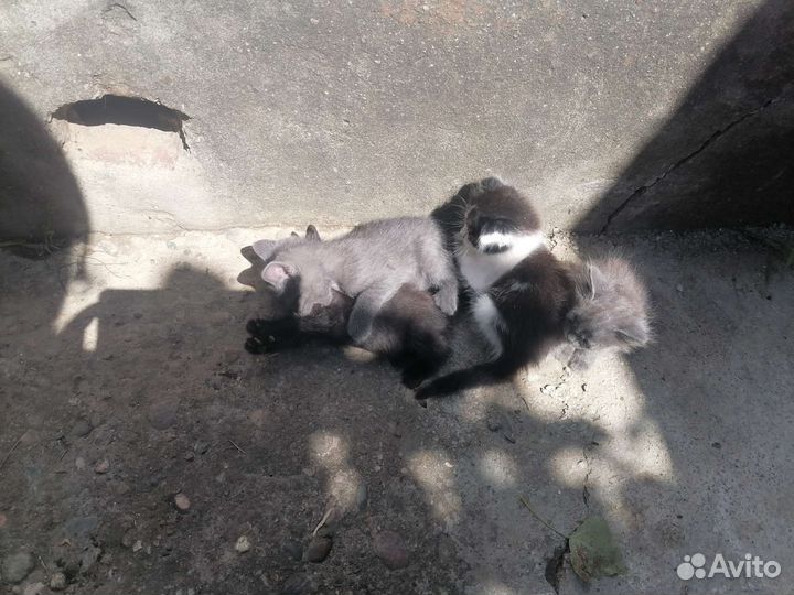 Котята в добрые руки