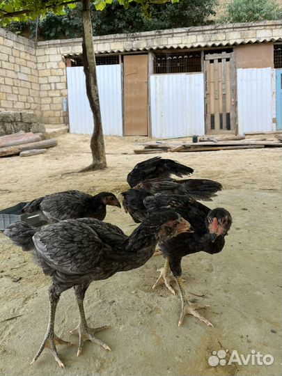 Бойцовые куры