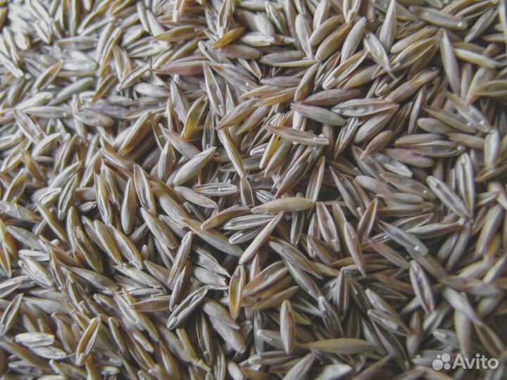 Семена Овсяницы Тростниковой оптом