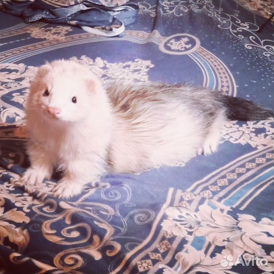 Вязка хорька - экзота