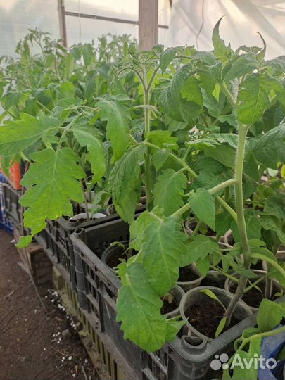 Рассада помидор
