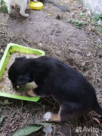 Милые щенки малыши ищут свой дом