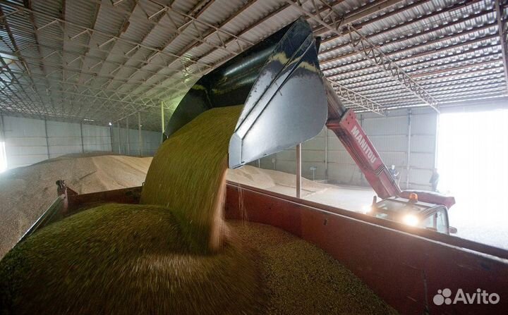 Продаю пшеницу