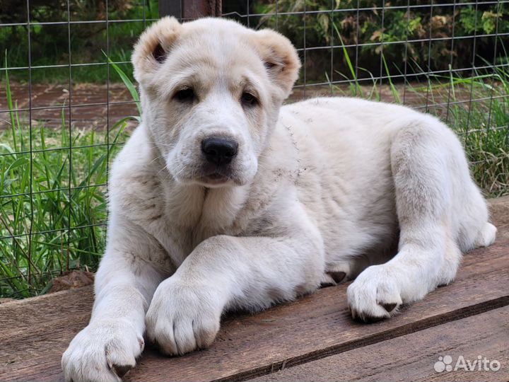 Продажа щенков сао