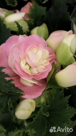 Бегония элатиор